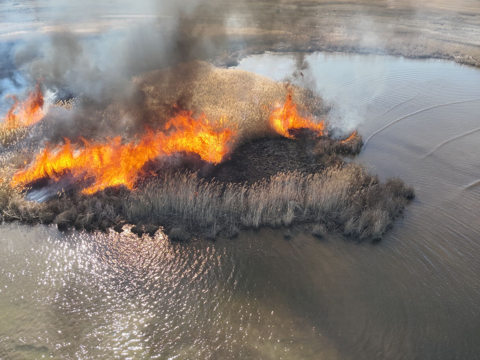 Prescribed burns underway near Great Salt Lake to combat invasive phragmites